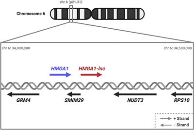 Deregulation of a Cis-Acting lncRNA in Non-small Cell Lung Cancer May Control HMGA1 Expression